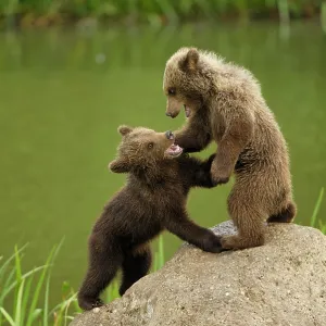European Brown Bear - spring cubs playing