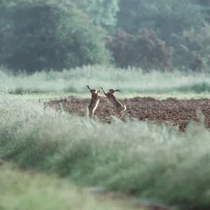 European Brown HARES - x two, pre-courtship boxing European Brown HARES - x two, pre-courtship boxing