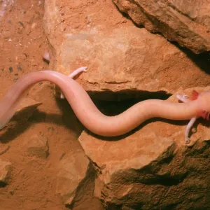 European Cave Salamander / Olm European Cave Salamander / Olm