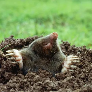 European / Common MOLE - emerging from burrow European / Common MOLE - emerging from burrow