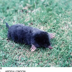 European / Common MOLE - on lawn European / Common MOLE - on lawn