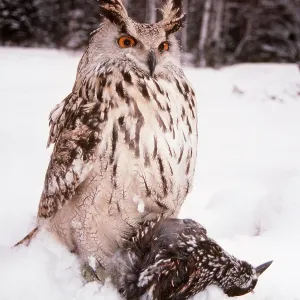 European / Eurasian Eagle OWL - with dead bird prey European / Eurasian Eagle OWL - with dead bird prey