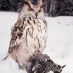 European / Eurasian Eagle OWL - with dead prey European / Eurasian Eagle OWL - with dead prey