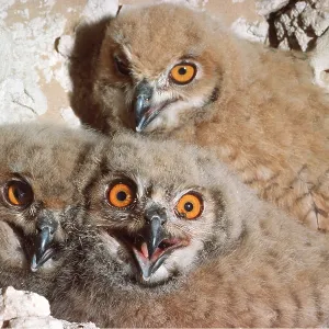 European / Eurasian Eagle OWL - x three young