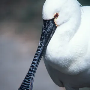 European / Eurasian SPOONBILL - close-up of head and beak