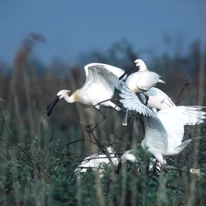 European / Eurasian SPOONBILL - small group European / Eurasian SPOONBILL - small group