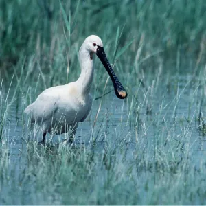 European / Eurasian SPOONBILL - in water
