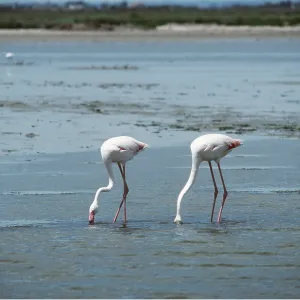 European Greater FLAMINGO - x two, feeding