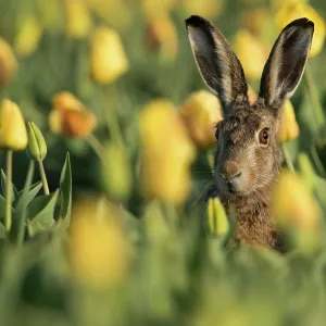 European Hare European Hare