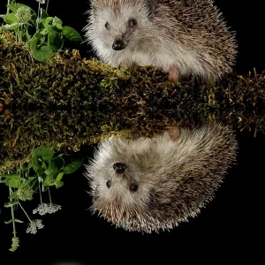 European hedgehog - in a pond with its reflection European hedgehog - in a pond with its reflection