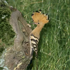 EUROPEAN HOOPOE - With grub on tree trunk EUROPEAN HOOPOE - With grub on tree trunk
