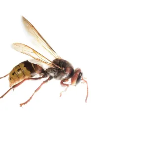 The European hornet (Vespa crabro) against a white background, Liguria, Italy The European hornet (Vespa crabro) against a white background, Liguria, Italy