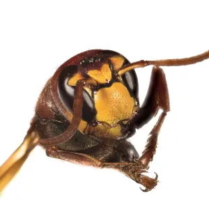 The European hornet (Vespa crabro) against a white background, head shot, Liguria, Italy The European hornet (Vespa crabro) against a white background, head shot, Liguria, Italy