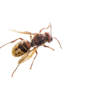 The European hornet (Vespa crabro) against a white background, Liguria, Italy The European hornet (Vespa crabro) against a white background, Liguria, Italy