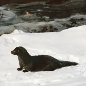 European Mink - in snow European Mink - in snow
