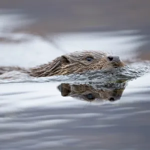 European otter (Lutra lutra) fishing in a Scottish European otter (Lutra lutra) fishing in a Scottish