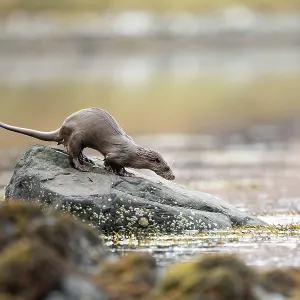 European otter (Lutra lutra) fishing in a Scottish European otter (Lutra lutra) fishing in a Scottish