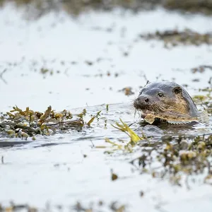 European otter (Lutra lutra) fishing in a Scottish European otter (Lutra lutra) fishing in a Scottish