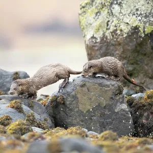 European otter (Lutra lutra) mum and cub hunting European otter (Lutra lutra) mum and cub hunting