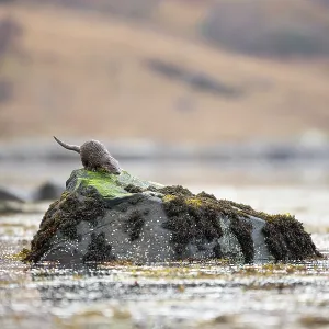European otter (Lutra lutra) on a rock in a Scottish European otter (Lutra lutra) on a rock in a Scottish