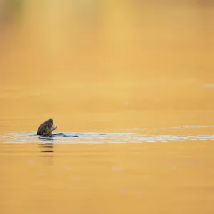 European otter (Lutra lutra) swimming in a golden European otter (Lutra lutra) swimming in a golden