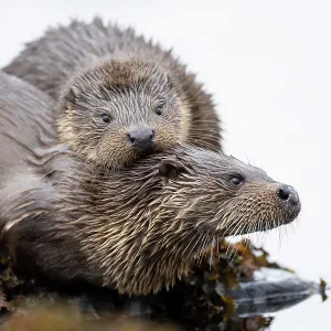 European otters (Lutra lutra) mum and cub European otters (Lutra lutra) mum and cub
