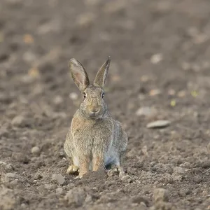 European Rabbit European Rabbit