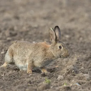 European Rabbit European Rabbit