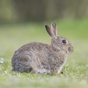 European Rabbit European Rabbit