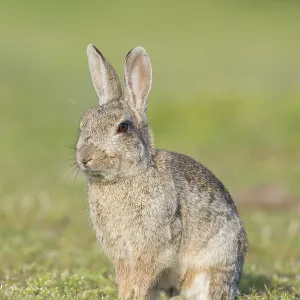 European Rabbit European Rabbit