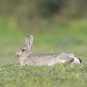 European Rabbit European Rabbit