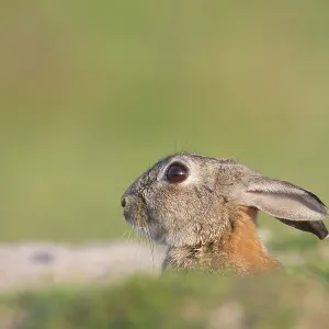 European Rabbit European Rabbit