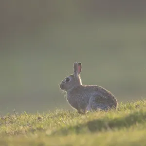 European Rabbit European Rabbit