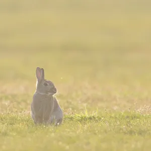 European Rabbit European Rabbit