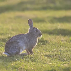 European Rabbit European Rabbit