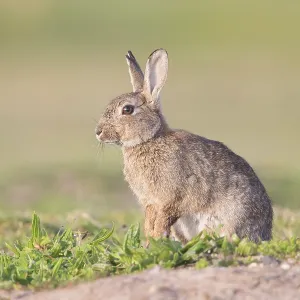 European Rabbit European Rabbit