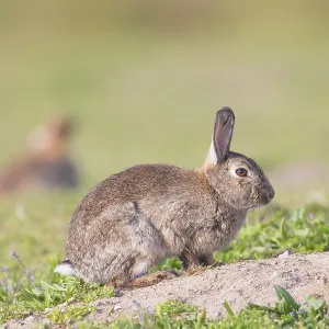 European Rabbit European Rabbit