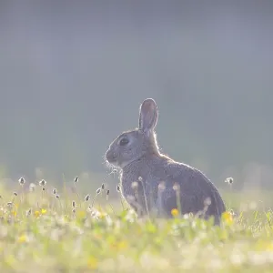 European Rabbit European Rabbit