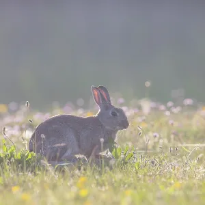 European Rabbit European Rabbit