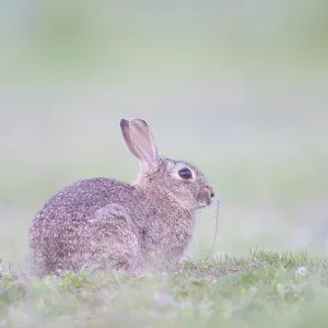 European Rabbit European Rabbit
