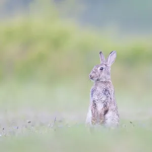 European Rabbit European Rabbit