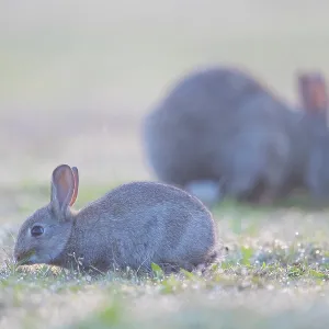 European Rabbit Family European Rabbit Family