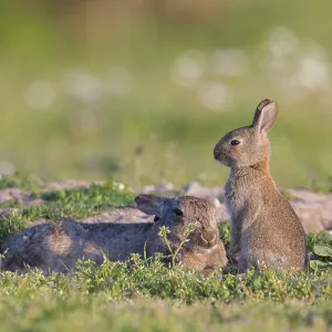 European Rabbit Family European Rabbit Family