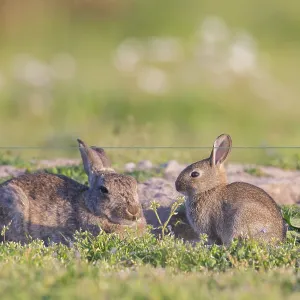 European Rabbit Family European Rabbit Family