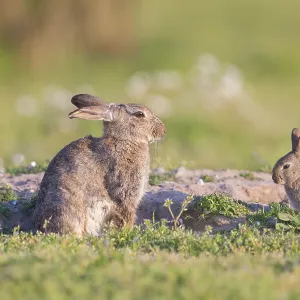 European Rabbit Family European Rabbit Family
