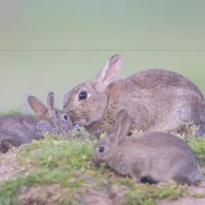 European Rabbit Family European Rabbit Family