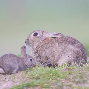European Rabbit Family European Rabbit Family