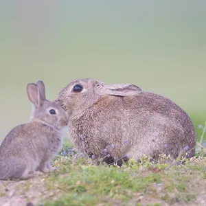 European Rabbit Family European Rabbit Family