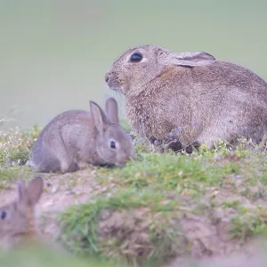 European Rabbit Family European Rabbit Family