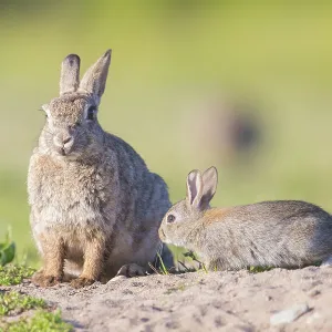 European Rabbit Family European Rabbit Family